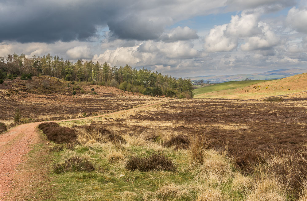 Cheviots Cheviots
